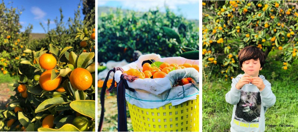 Çiftçinin Diriliş Hareketi