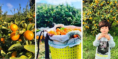 Çiftçinin Diriliş Hareketi